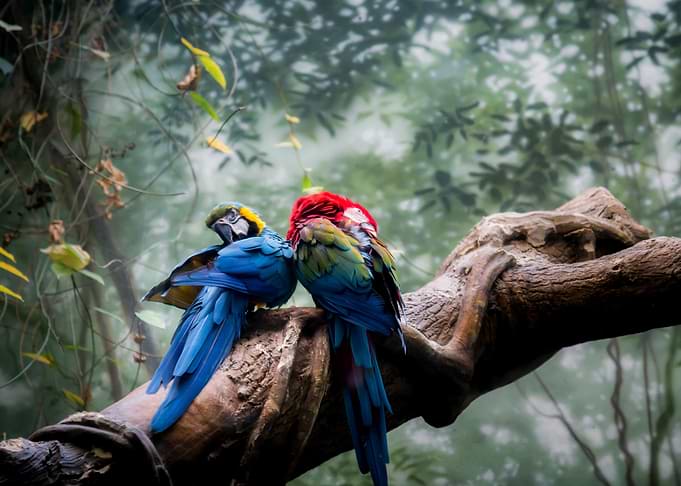 Two Macaws on a Branch