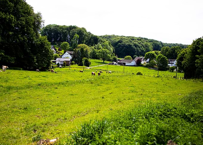 Cows Grazing in a Lush Green Meadow