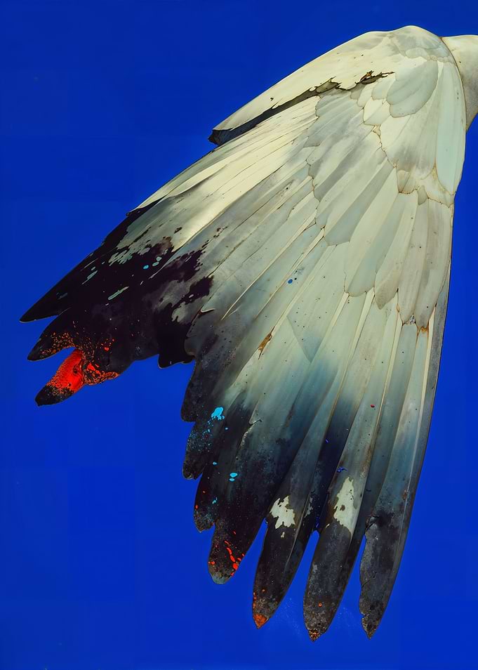Bird Wing with Paint Splatters