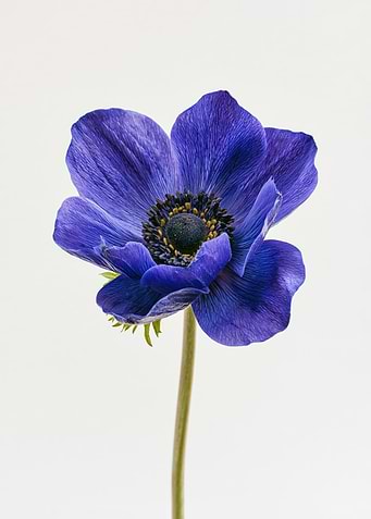 Single Blue Anemone Flower