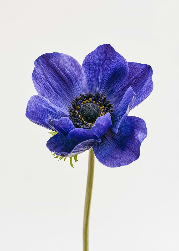 Single Blue Anemone Flower