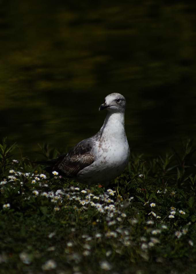 Seagull in a field of daisies