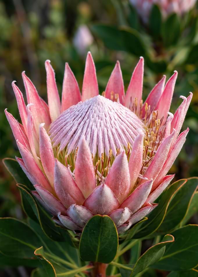King Protea Flower
