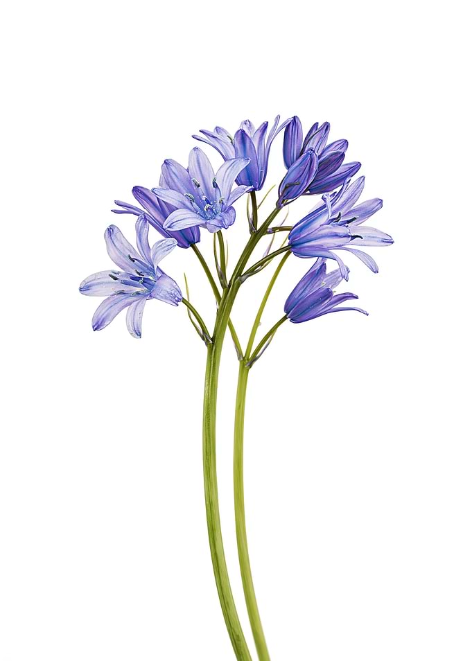 Bluebells on White Background