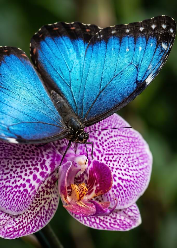 Blue Morpho Butterfly on Orchid