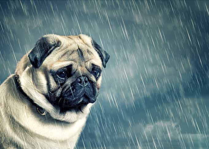 Sad Pug in the Rain