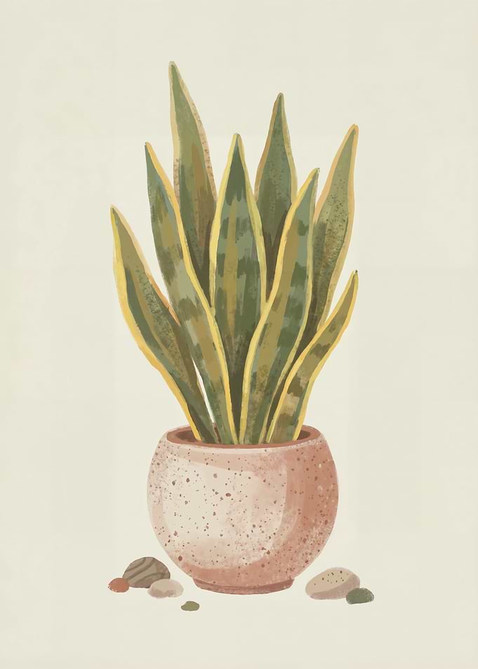 Potted Snake Plant with Rocks