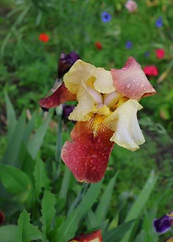 Dew-Kissed Bi-Color Iris Flower