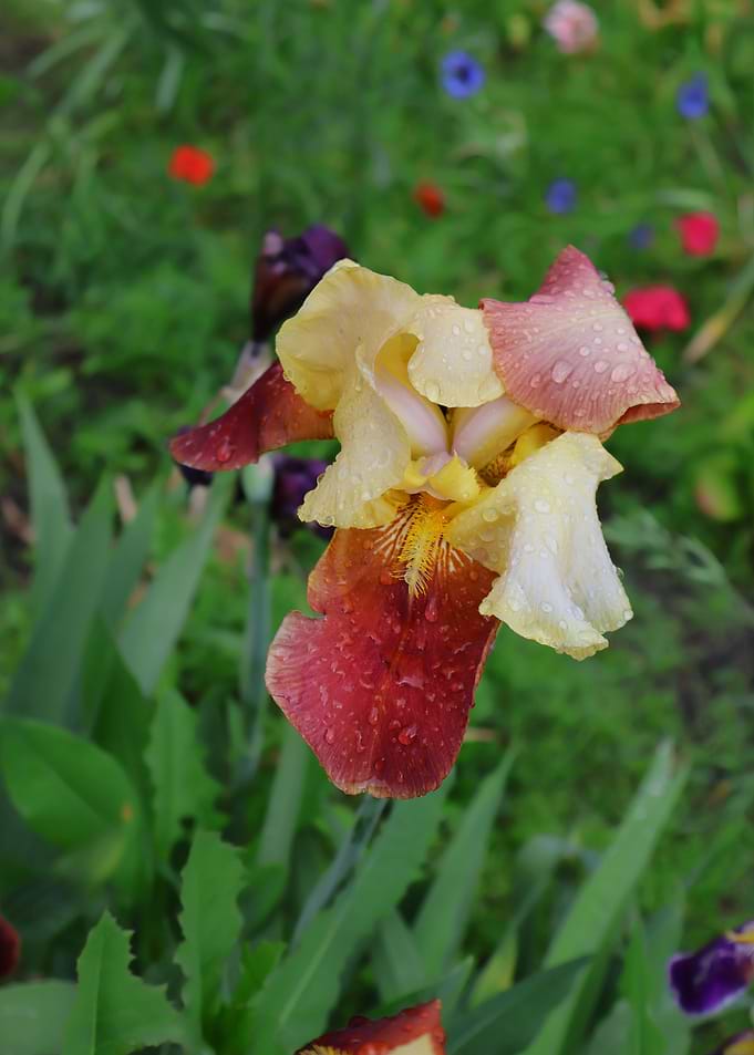 Dew-Kissed Bi-Color Iris Flower