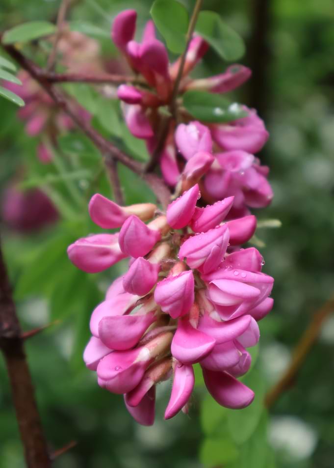 Pink Robinia Flowers with Raindrops