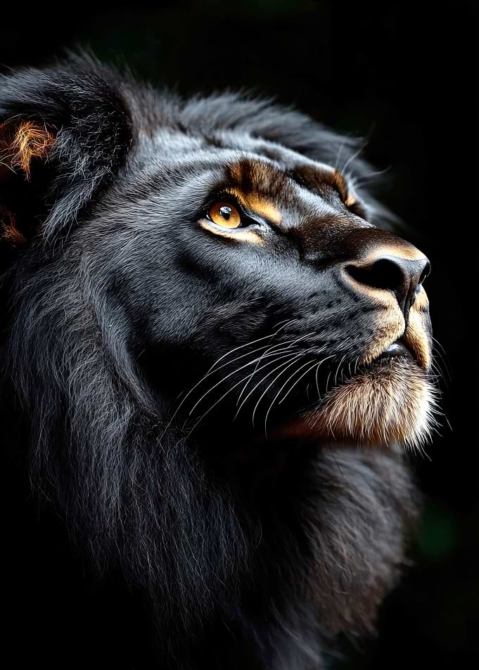 Majestic Black Lion Portrait