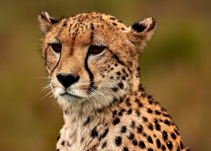 Close-up of a Cheetah's Face