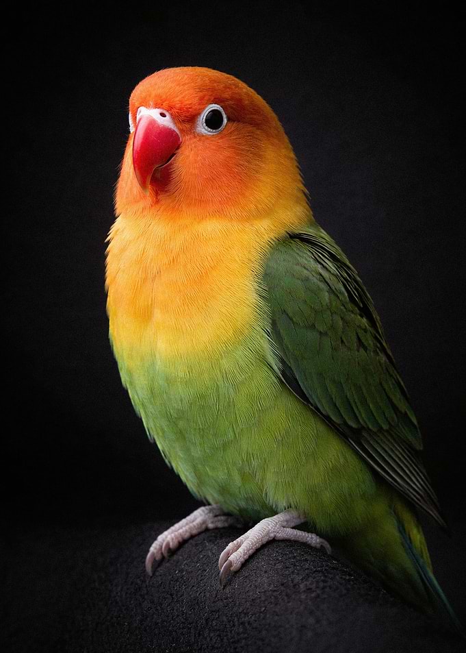 Fischer's Lovebird Portrait