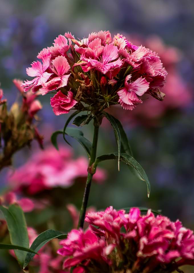 Pink Dianthus Flowers in Bloom