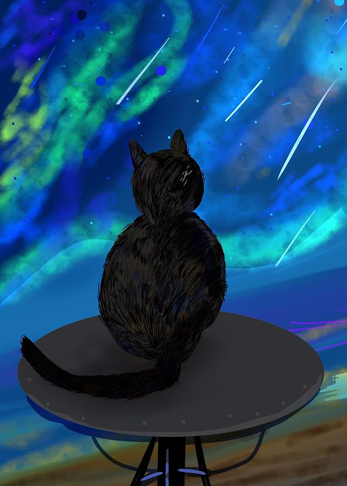 Cat watching a meteor