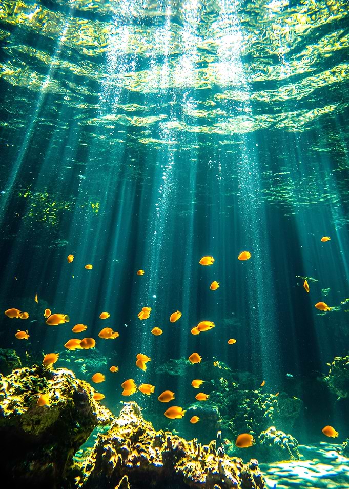 Underwater Sunbeams and Fish