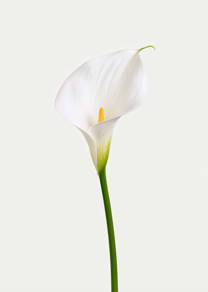 Elegant White Calla Lily