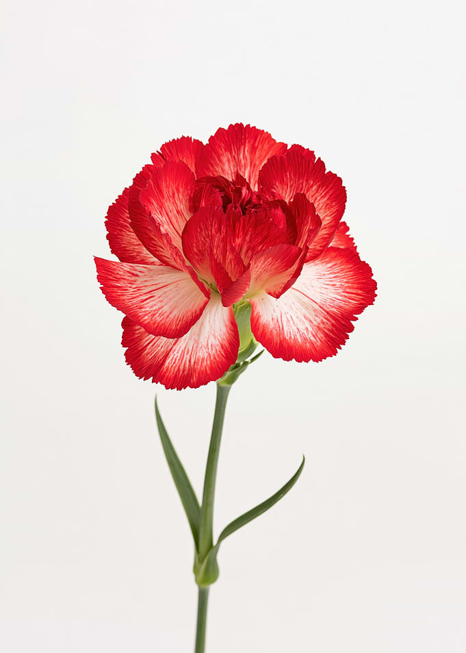 Red and White Carnation Flower