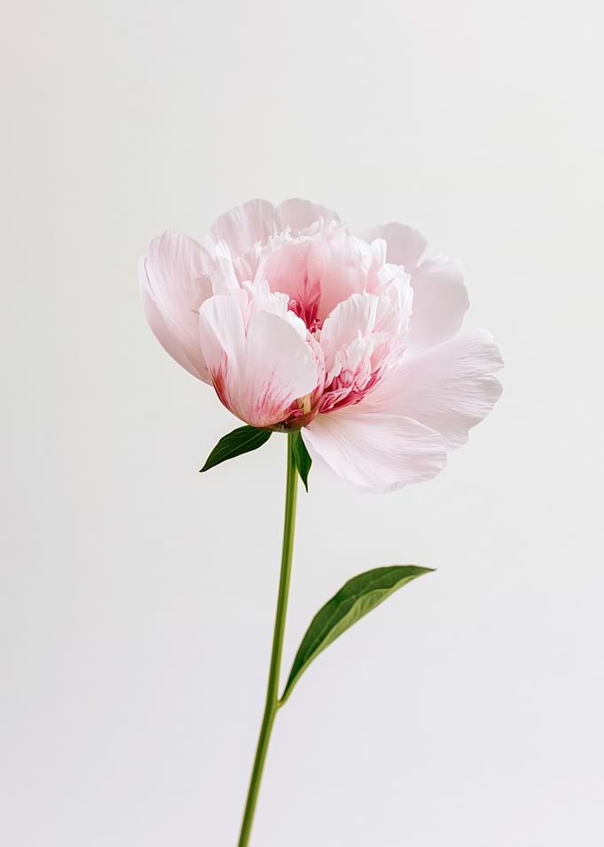 Single Pink Peony Flower
