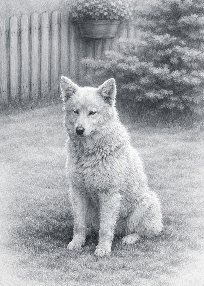 Pencil Drawing of a White Dog Sitting in Grass