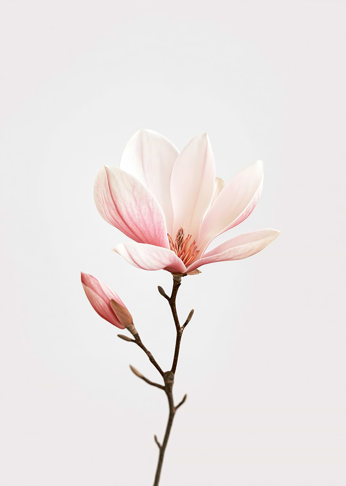 Magnolia Flower and Bud