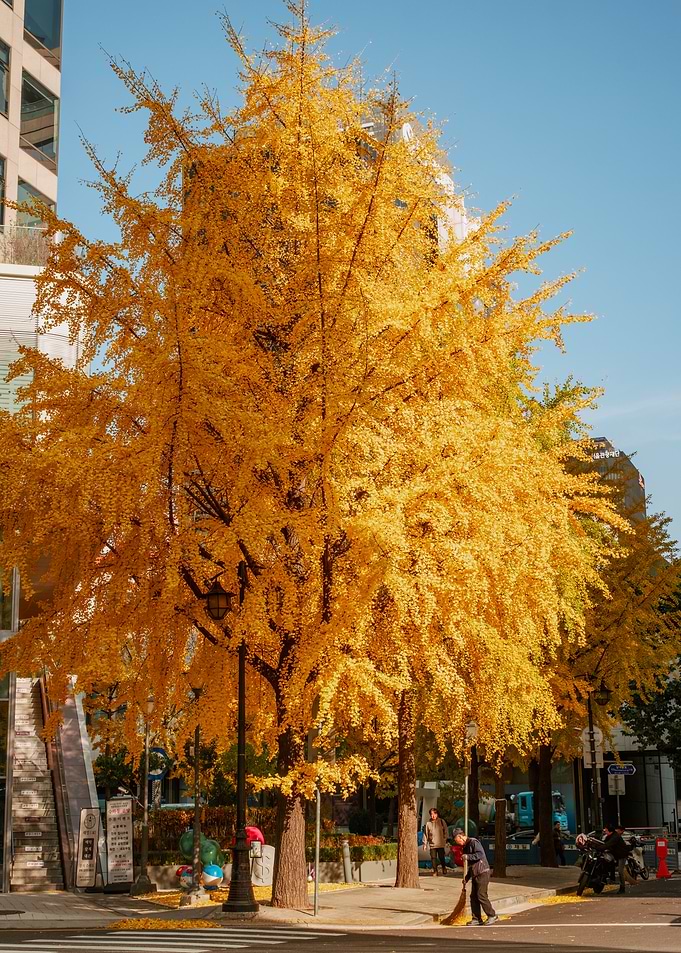 Autumn Tree in Seoul City, South Korea