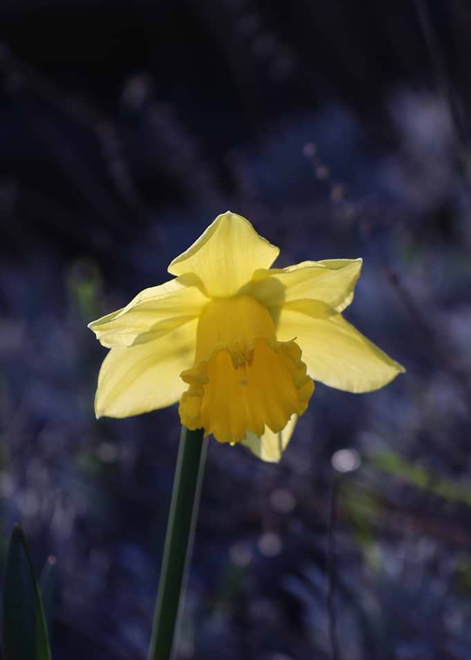 Yellow Daffodil in Soft Light