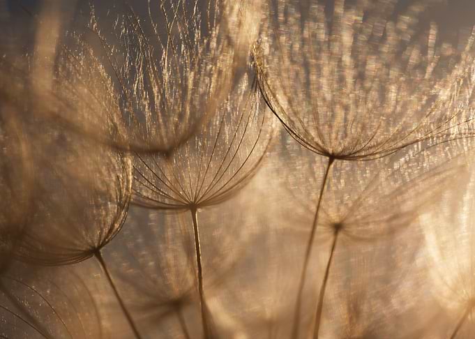 Dandelion seeds in golden light