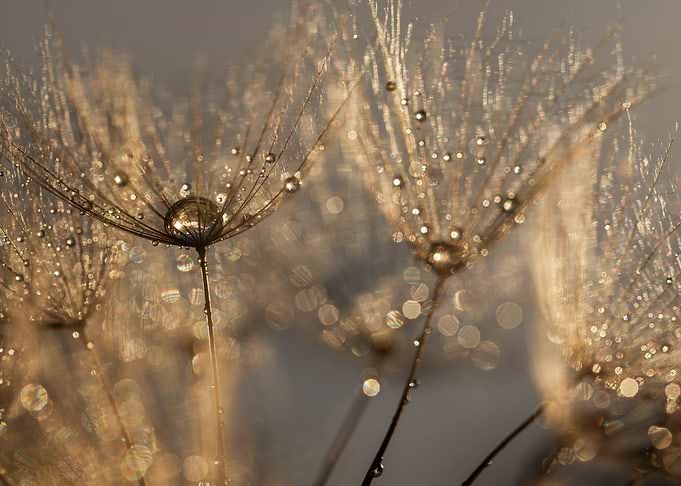 Dandelion seeds with water droplets