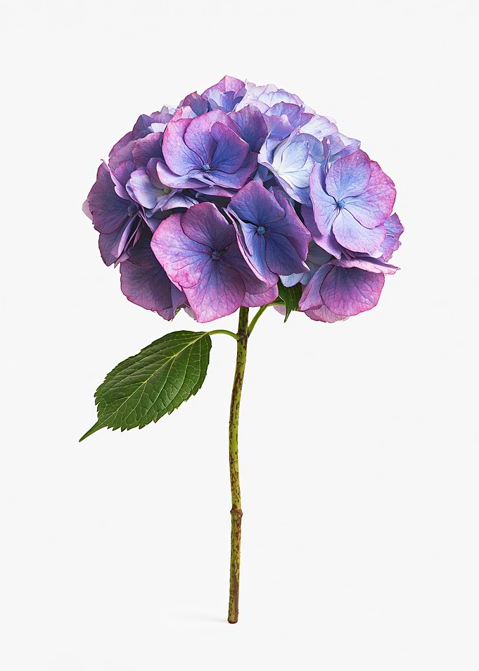 Purple and Blue Hydrangea Flower