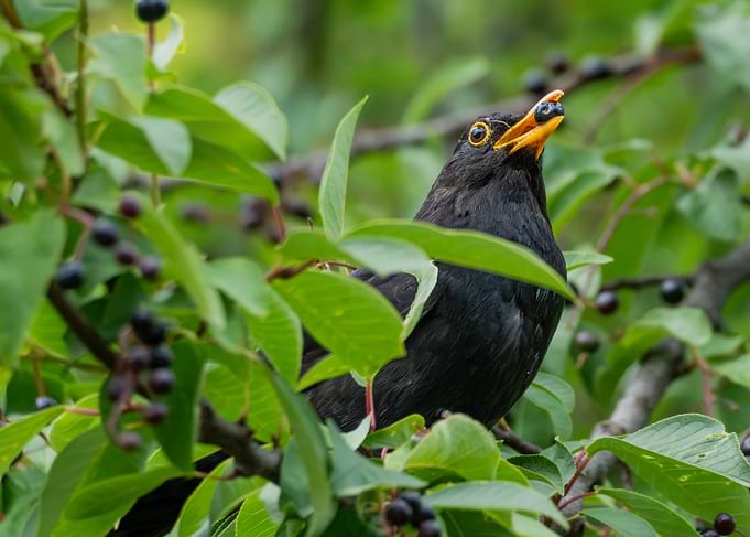 Blackbird Eating Berries