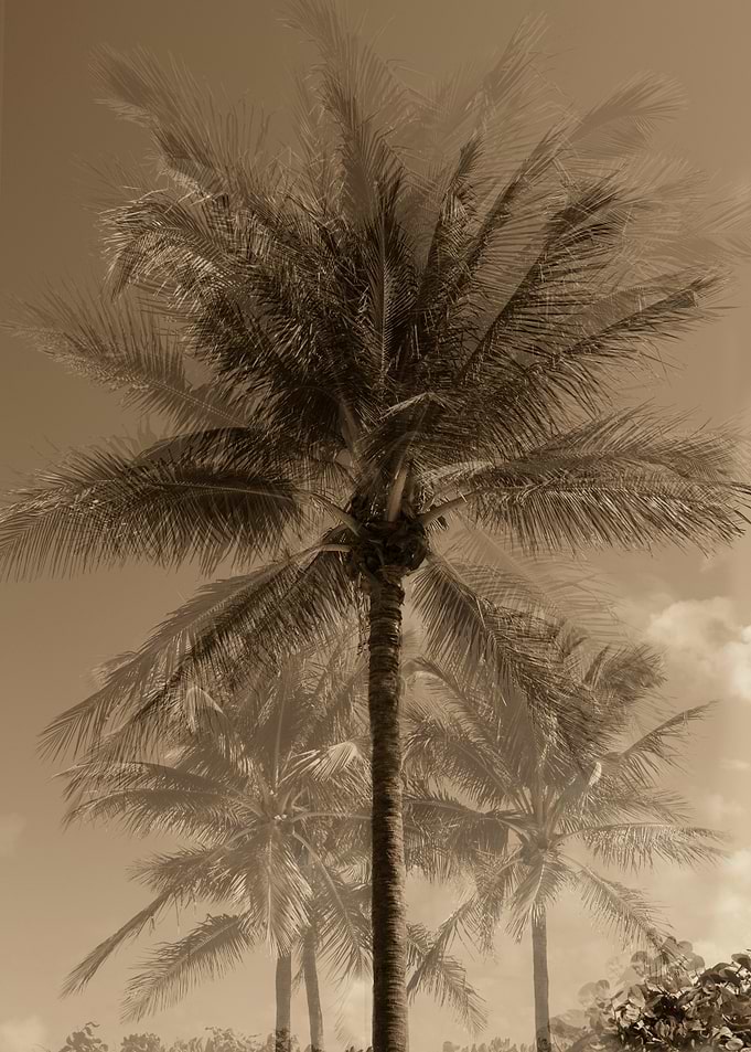 Sepia Tone Hazy Palm Trees