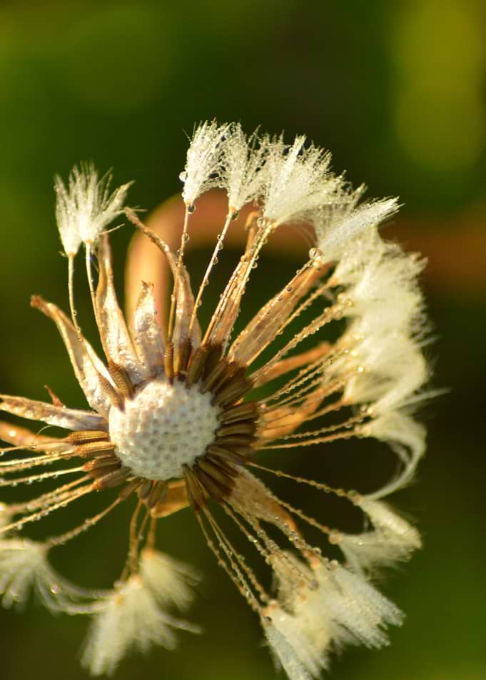 Dewy Wishes — Fragile Beauty