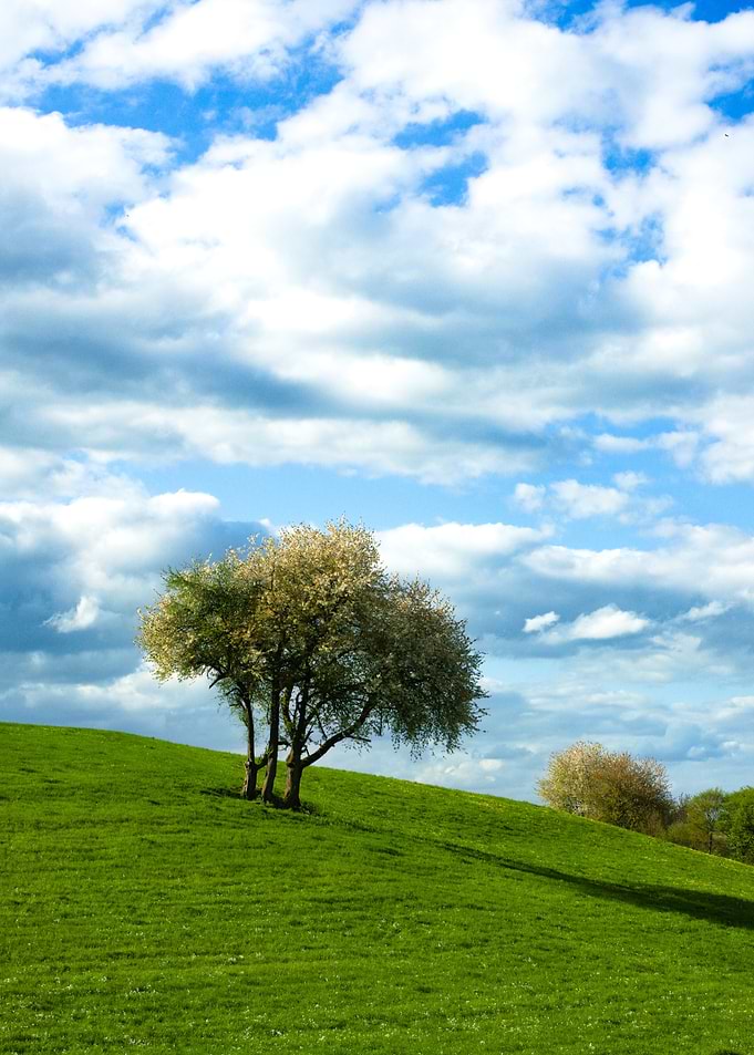 Tree on a grassy hill under clouds