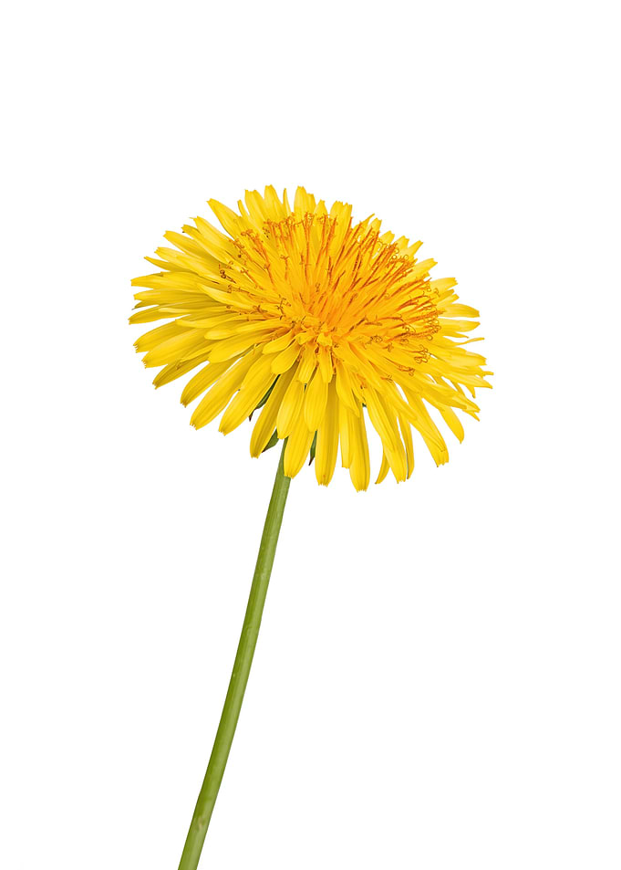 Single Yellow Dandelion Flower