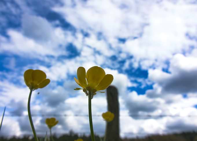 Yellow flowers against a cloudy sky