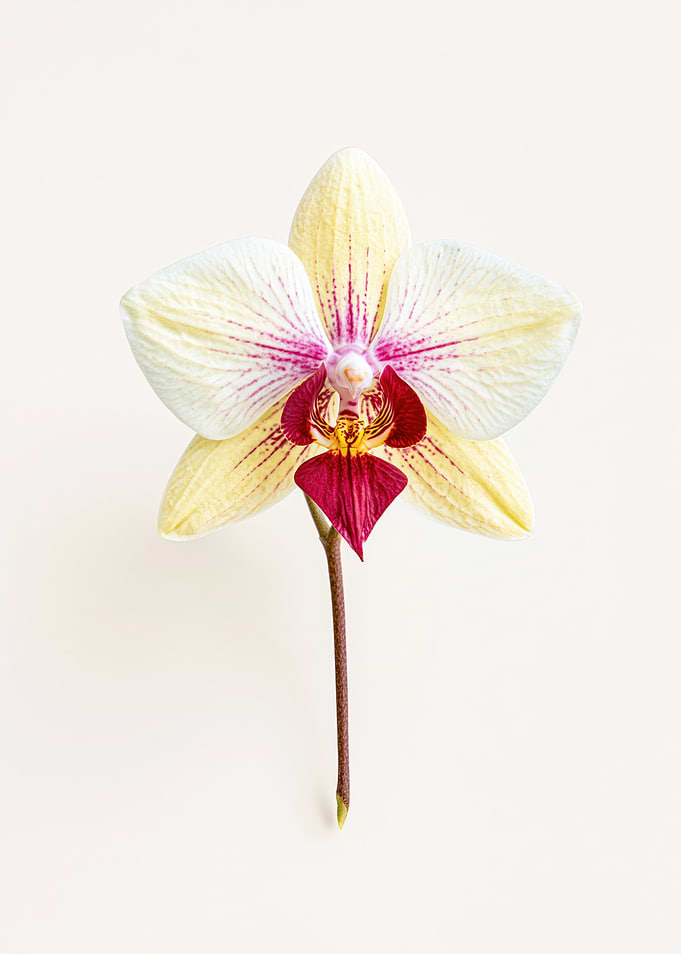 Yellow Orchid with Pink Stripes
