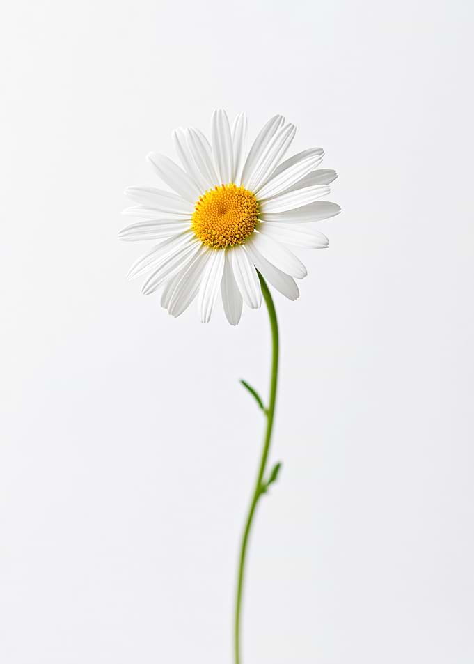 Single Daisy Flower