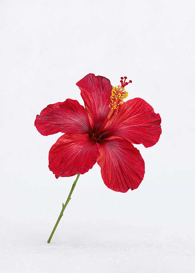 Red Hibiscus Flower on White Background