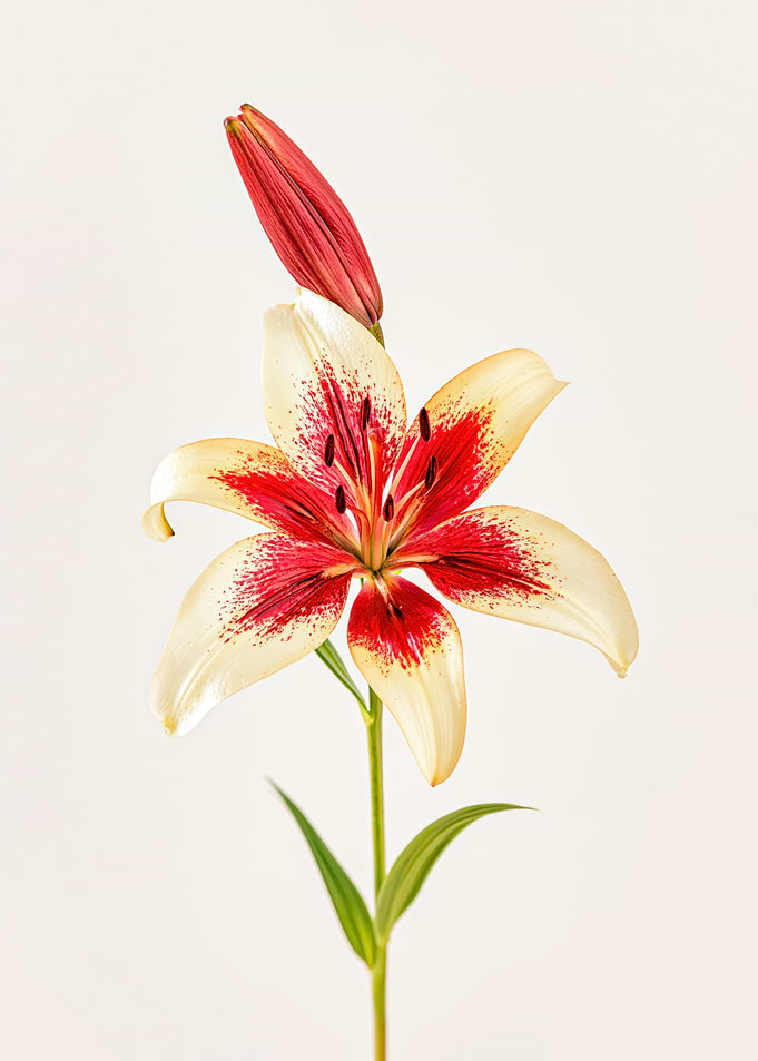 Red and White Lily Flower