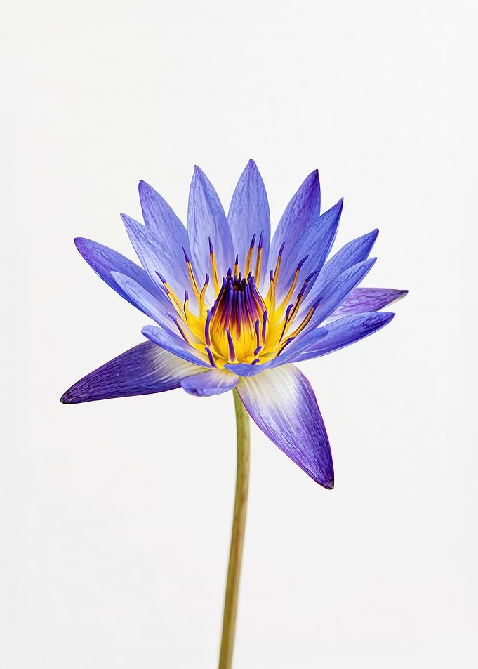 Blue Water Lily Flower
