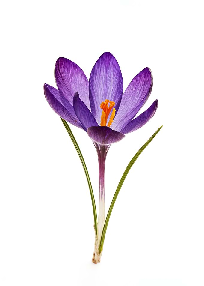 Purple Crocus Flower