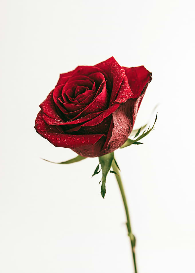 Single Red Rose with Water Droplets