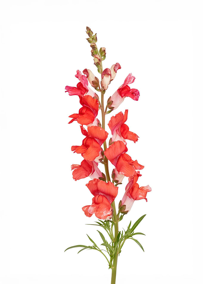 Red and Pink Snapdragon Flower
