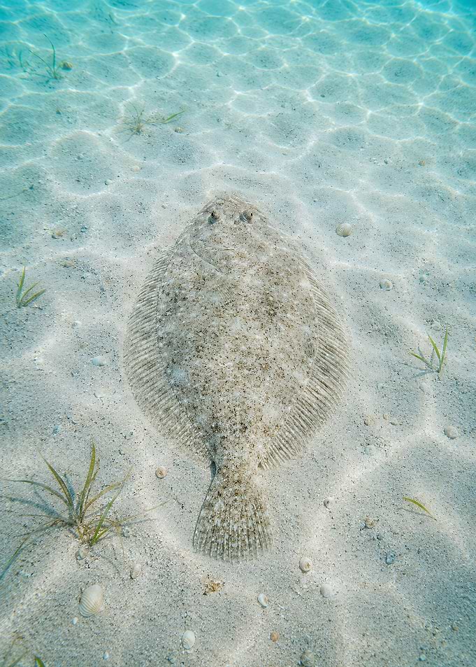 Flounder on Sandy Seabed