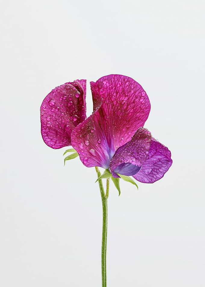 Dewdrops on a Purple Sweet Pea Flower