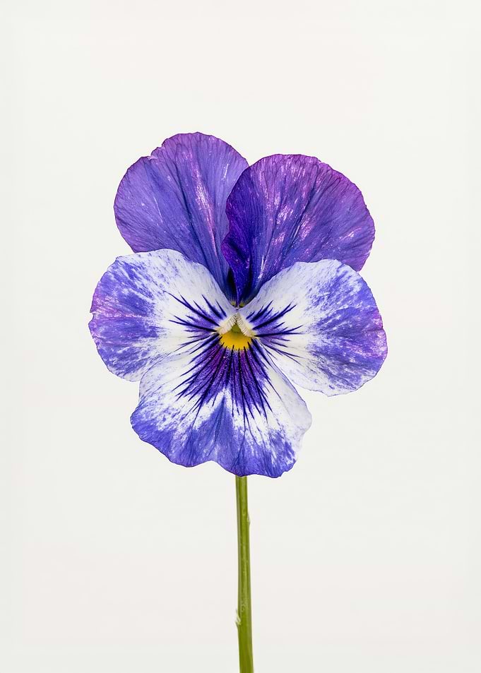 Purple and White Pansy Flower