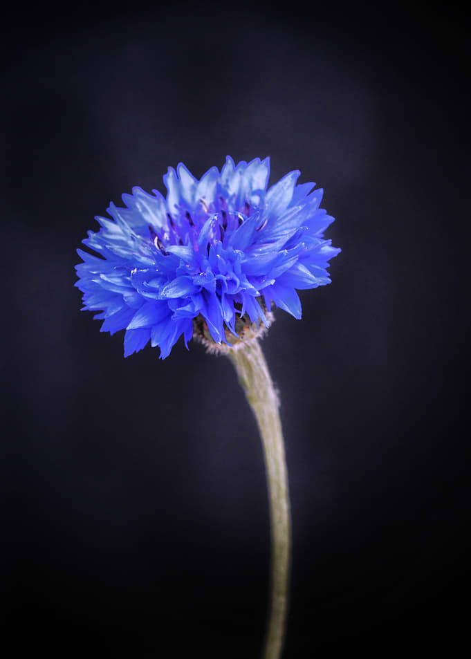 Royal Blue Bloom — Midnight Elegance