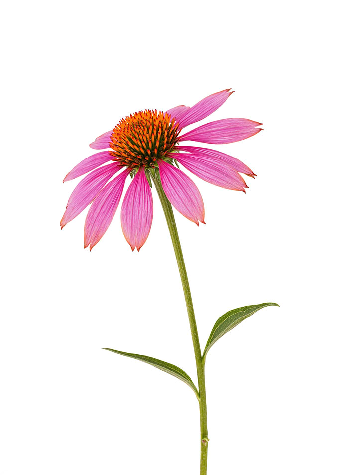 Pink Echinacea Flower