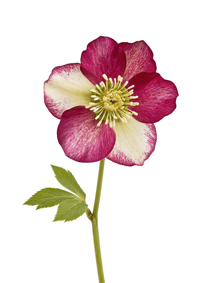 Pink and White Hellebore Flower